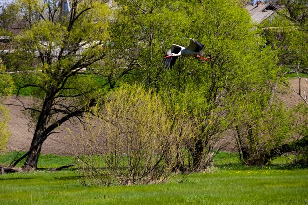 Cicogna bianca (Ciconia ciconia) in volo su un prato