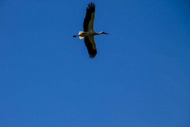 Cicogna bianca (Ciconia ciconia) in volo