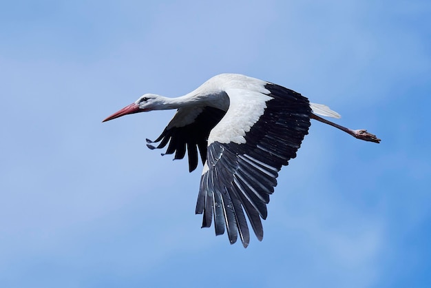 Cicogna bianca Ciconia ciconia