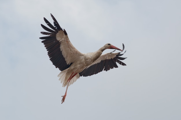 Cicogna bianca in volo