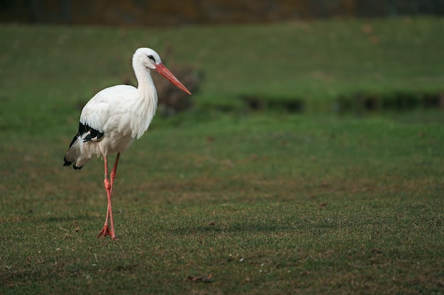 cicogna bianca