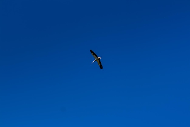 Cicogna che svetta nel cielo blu con nuvole bianche