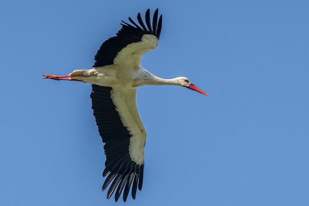 Cicogna che vola nel Parco Naturale delle Paludi di Ampurdan.