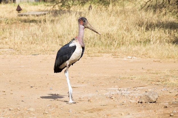 Cicogna di marabù da vicino. Parco Nazionale del Serengeti, Tanzania, Africa