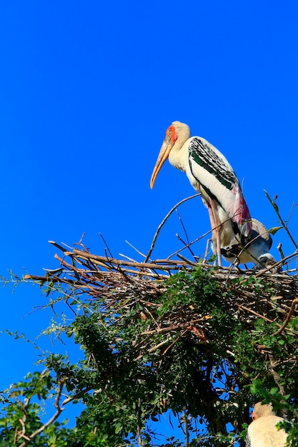 Cicogna dipinta Mycteria leucocephala brid in piedi sul nido di uccelli contro il cielo blu chiaro