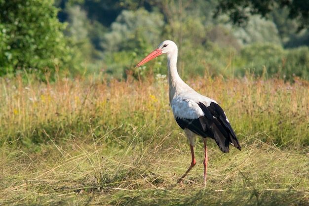 Cicogna europea bianca all'erba falciata contro una foresta