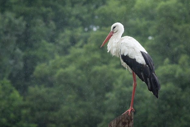 Cicogna europea bianca che sta sul palo alla pioggia contro una foresta