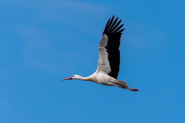 Cicogna in volo Cicogna nel suo ambiente naturale