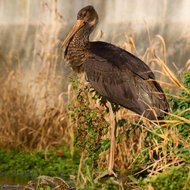 Cicogna nera (Ciconia nigra). Avvicinamento