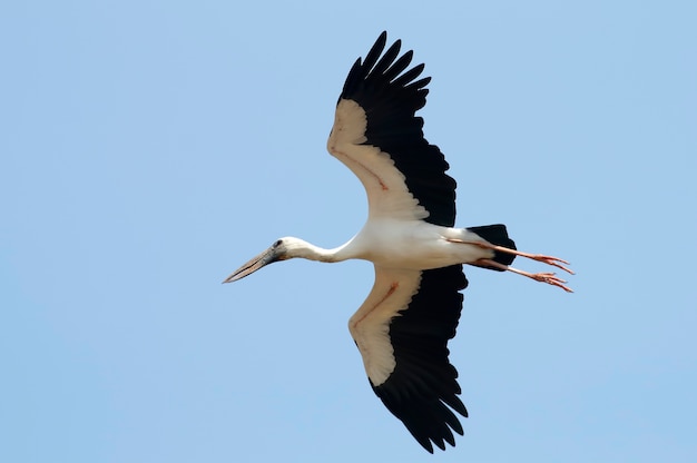 Cicogna Openbilled Asian openbill Beautiful Birds of Thailand