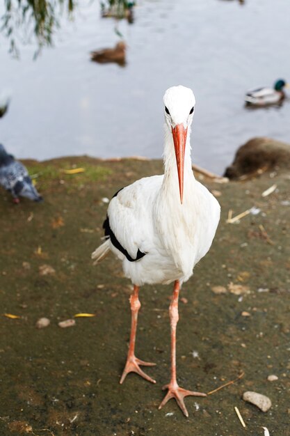 Cicogna vicino al lago ritratto di una cicogna