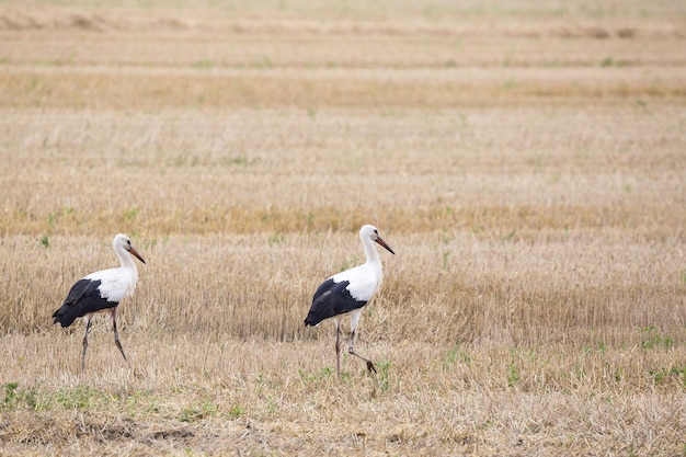 Cicogne bianche nel campo
