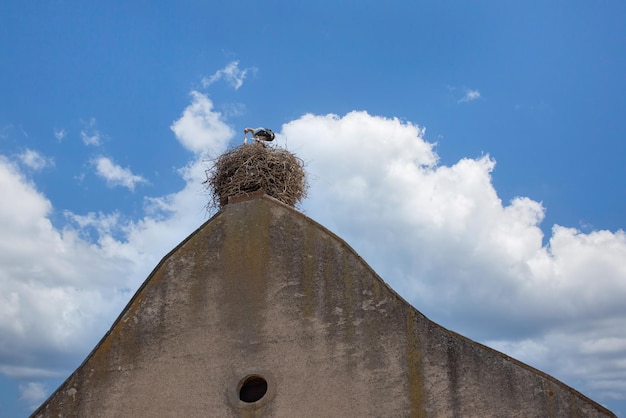 Cicogne in un nido su un tetto in un villaggio dell'Alsazia