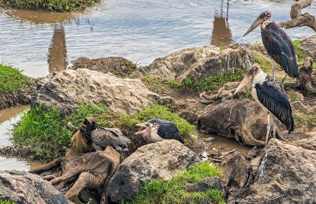 Cicogne marabù su gnu morto sul fiume Mara Kenya