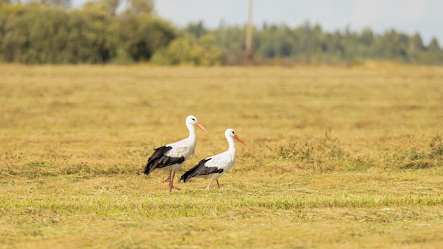 Cicogne nel campo allo stato brado.