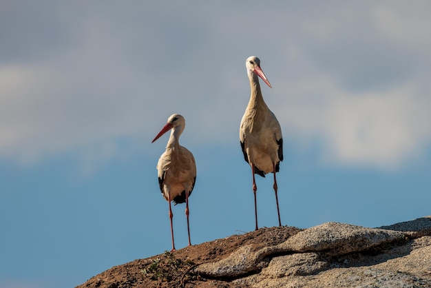 Cicogne nel loro ambiente naturale