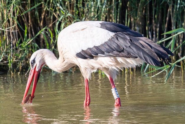 Ciconia ciconia mangiare un granchio che è appena stato estratto dall'acqua delle zone umide di Aiguamolls Empord Girona Catalogna Spagna