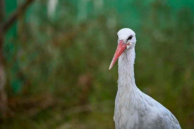 Ciconia ciconia o cicogna bianca è una specie di grande uccello ciconiiforme.