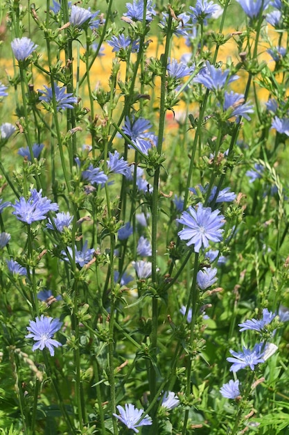 Cicoria in fiore