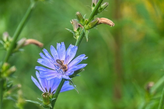 Cicoria in fiore