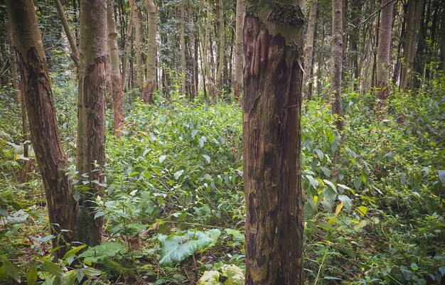 Cieli olandesi natura olandese