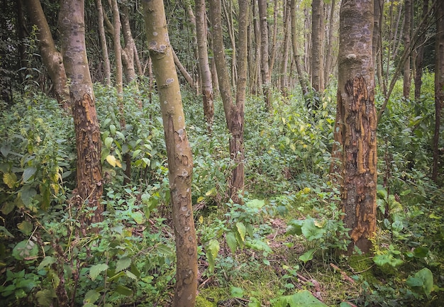 Cieli olandesi natura olandese