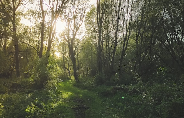 Cieli olandesi natura olandese