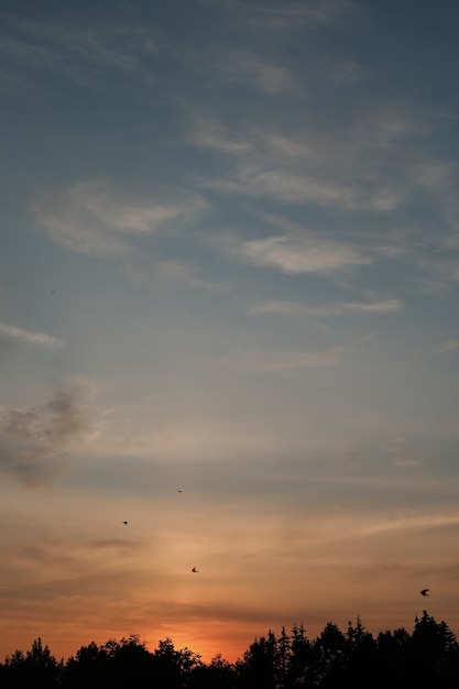 Cielo al tramonto panoramico con sagome di uccelli in volo