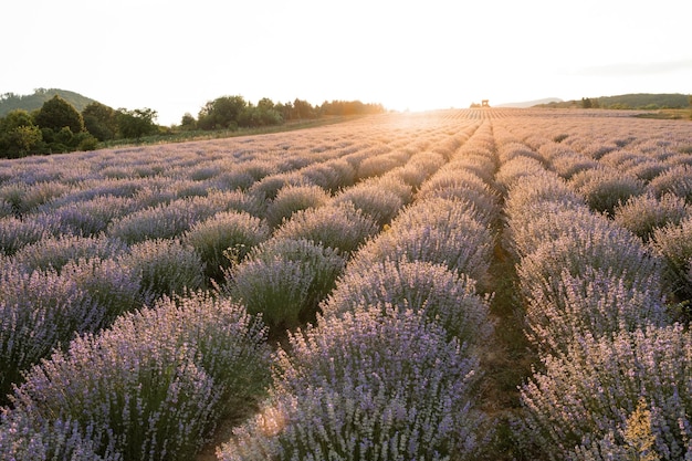 Cielo al tramonto su un campo estivo di lavanda