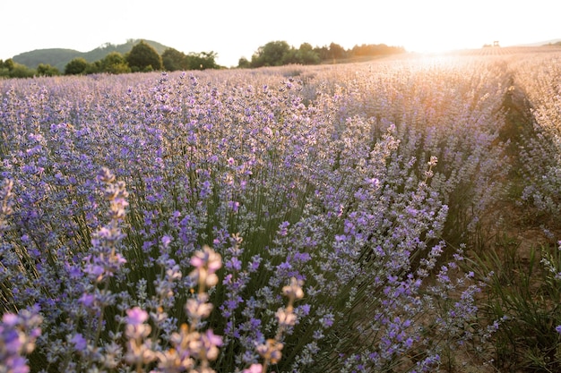 Cielo al tramonto su un campo estivo di lavanda