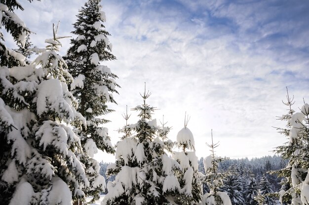 Cielo, albero e neve