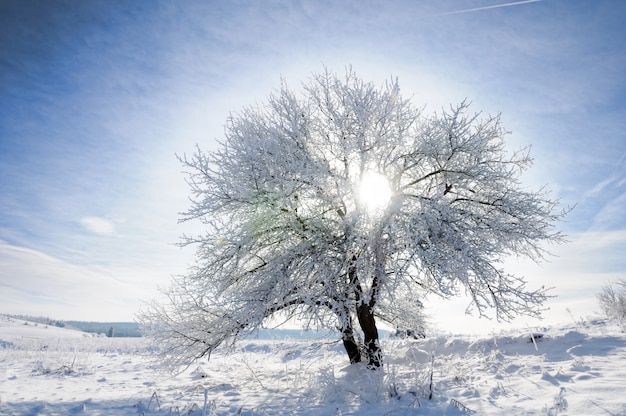 Cielo, albero e neve