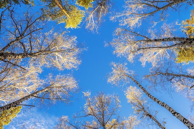 Cielo autunnale nella foresta e alberi con foglie cadute Il periodo dell'anno è ottobre