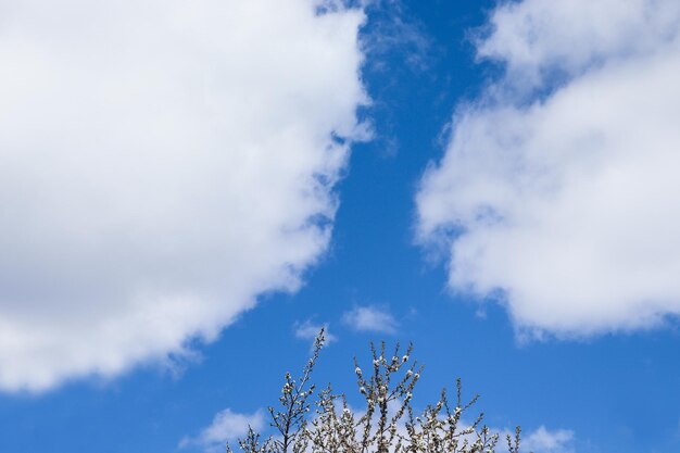 Cielo azzurro con grandi nuvole bianche, rami in fiore sullo sfondo del cielo