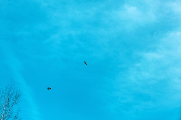 Cielo azzurro con uccelli in volo