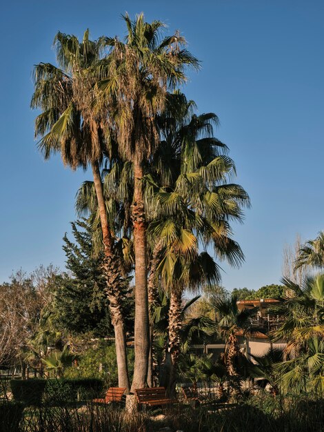 Cielo azzurro e palme