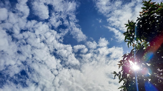 Cielo azzurro nuvoloso con foglie di guava come ornamento 02