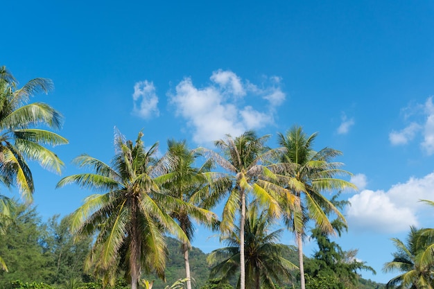 Cielo azzurro sfondo nuvola albero di cocco chiaro