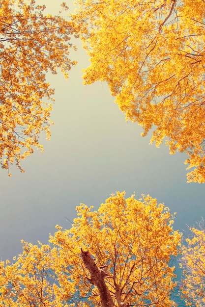 Cielo blu attraverso gli alberi