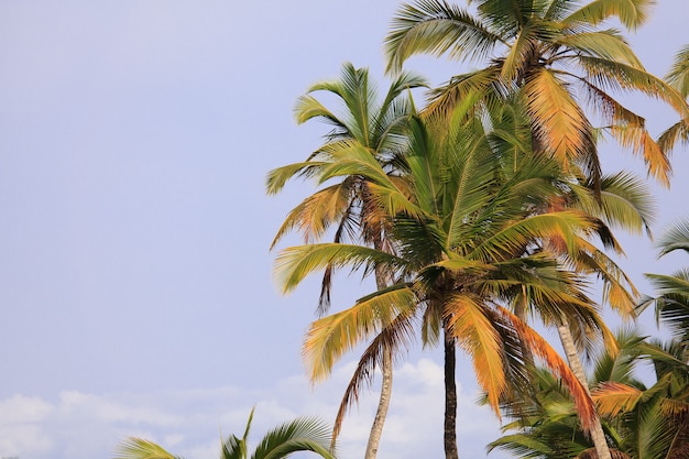 Cielo blu colorato con palme da cocco