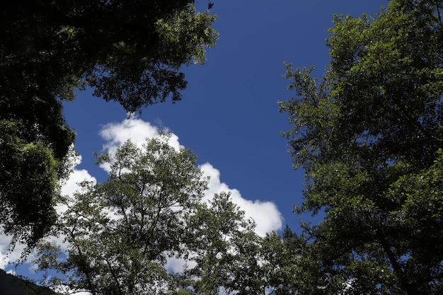 cielo blu con albero e nuvola