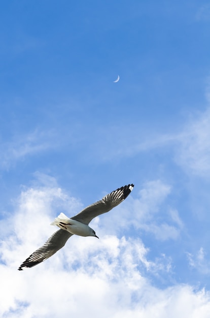 Cielo blu con la luna e lo scuoiamento gabbiano