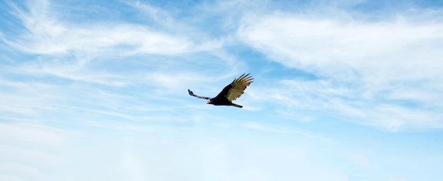 Cielo blu con la Turchia Vulture uccello che vola Cathartes aura grande uccello nero che vola in formato esterno