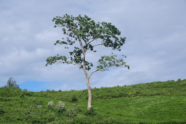 cielo blu con nuvole bianche e terreni agricoli