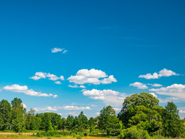 Cielo blu con nuvole sugli alberi verdi