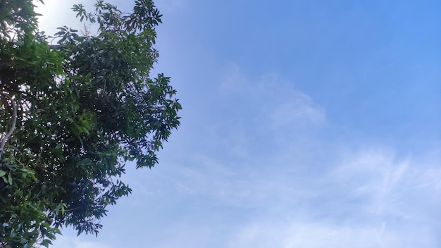 Cielo blu con sfondo scenico dell'albero di mango