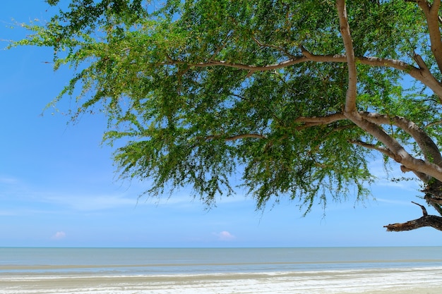 cielo blu con spiaggia mare e albero foglia