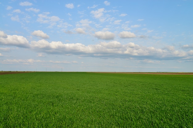 Cielo blu del campo verde