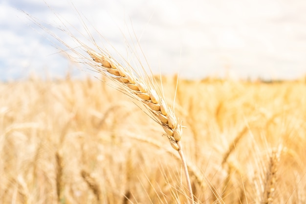 Cielo blu del giacimento di grano dell'oro