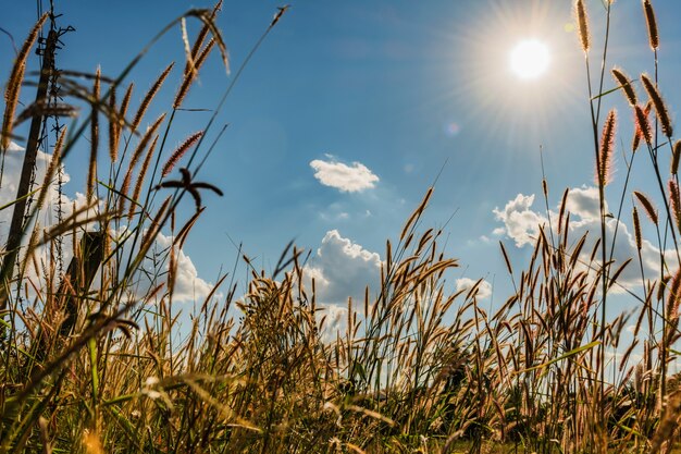 Cielo blu di luce solare del fiore dell'erba